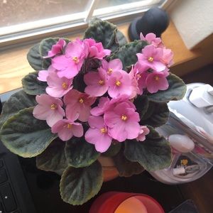 Meet your Posher, Sandra marcela